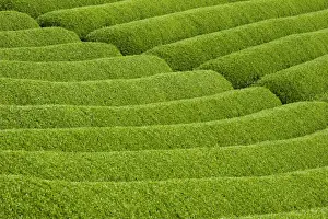 Japanese Prints: Rows of green tea bushes growing on the Makinohara tea plantations in Shizuoka, Japan
