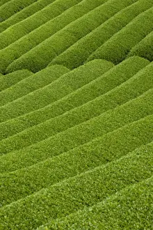 Rows of green tea bushes growing on the Makinohara tea plantations in Shizuoka, Japan