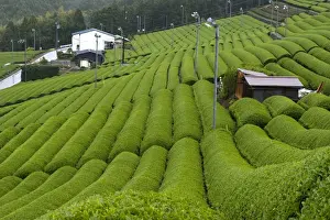 Rows of green tea bushes growing on the Makinohara tea plantations in Shizuoka, Japan