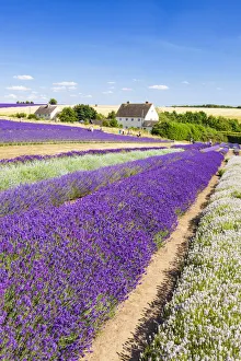 Grasslands Prints: Rows of lavender in a lavender field at Cotswold Lavender, Snowshill, Broadway