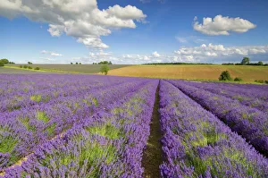 Blooming Prints: Rows of lavender plants at Snowshill Lavender Farm, Broadway, Worcestershire