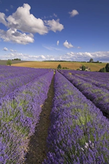 Rows of lavender plants at Snowshill Lavender Farm, Broadway, Worcestershire