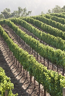 Food And Drink Industry Prints: Rows of lush vineyards on a hillside