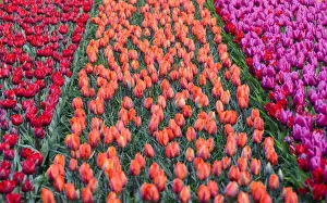 The Netherlands Prints: Rows of multicolored tulips in bloom in the fields of the Keukenhof Botanical Garden