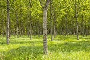 Centre Prints: Rows of orderly trees near Fontaines-en-Sologne, Loir-et-Cher, Centre, France, Europe