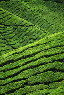Tea Estate Prints: Rows of tea bushes at the Sungai Palas Estate in