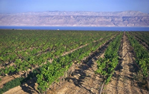 Rows of vines in vineyard