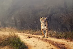 Endangered Species Gallery: Royal Bengal Tiger at Ranthambore National Park, Rajasthan, India, Asia