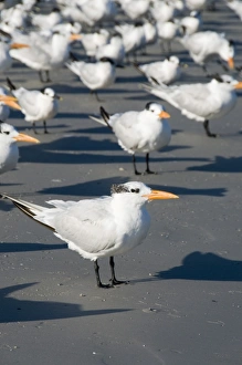 Images Dated 20th October 2009: Royal tern birds on beach, Sanibel Island, Gulf Coast, Florida, United States of America