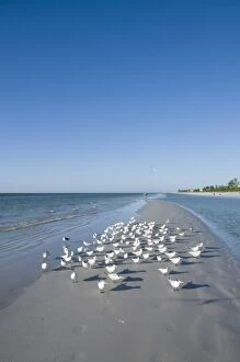 Images Dated 20th October 2009: Royal tern birds on beach, Sanibel Island, Gulf Coast, Florida, United States of America