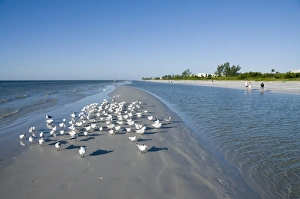 Images Dated 20th October 2009: Royal tern birds on beach, Sanibel Island, Gulf Coast, Florida, United States of America
