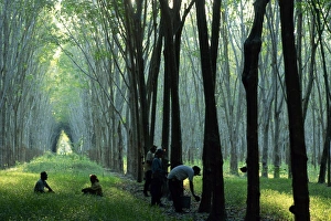 Estate Prints: Rubber plantation near Phuket