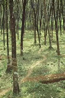 Rubber trees, Karnataka state, India, Asia