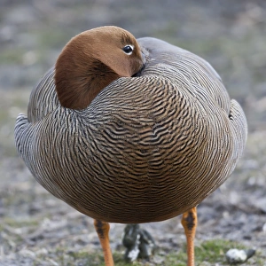 Goose Prints: Ruddy-headed goose (Chloephaga rubidiceps)