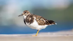 Shorebird Prints: Ruddy Turnstone (Arenaria Interpres), a small cosmopolitan wading bird, Bermuda