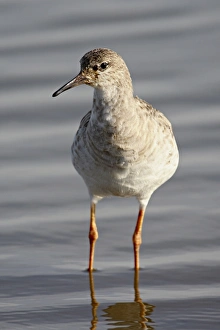 Images Dated 15th November 2007: Ruff (Philomachus pugnax), Kruger National Park, South Africa, Africa