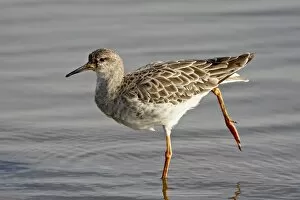 Images Dated 15th November 2007: Ruff (Philomachus pugnax), Kruger National Park, South Africa, Africa