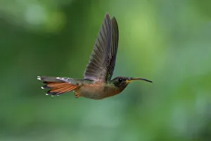 Spread Wings Prints: Rufous-breasted Hermit (Glaucis hirsutus)