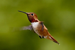 Images Dated 4th March 2009: Rufous hummingbird (Selasphorus rufus), near Saanich, British Columbia