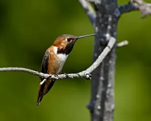 Rufous hummingbird (Selasphorus rufus), near Saanich, British Columbia