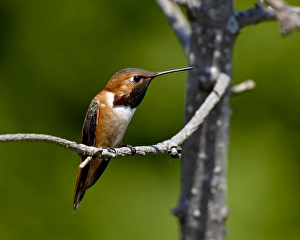 Images Dated 5th March 2009: Rufous hummingbird (Selasphorus rufus), near Saanich, British Columbia