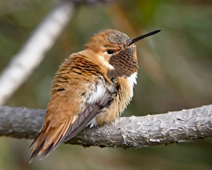 Images Dated 26th February 2009: Rufous hummingbird (Selasphorus rufus), near Nanaimo, British Columbia