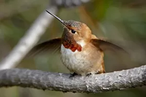 Images Dated 26th February 2009: Rufous hummingbird (Selasphorus rufus), near Nanaimo, British Columbia