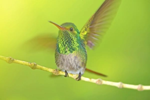 Images Dated 7th January 2009: Rufous-tailed hummingbird (Amazilia tzacatl) opening wings, Costa Rica, Central America