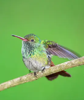 Rica Prints: Rufous-tailed hummingbird (Amazilia tzacatl) on branch
