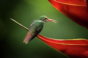 Petal Prints: Rufous-tailed Hummingbird, Lowland rainforest, Sarapiqui, Costa Rica, Central America