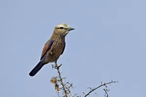 Images Dated 29th October 2006: Rufus-crowned roller (purple roller) (Coracias naevia), Kruger National Park
