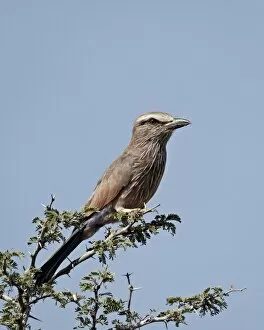 Images Dated 11th April 2011: Rufus-crowned roller (purple roller) (Coracias naevia), Kgalagadi Transfrontier Park
