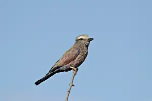Rufus-crowned roller (purple roller) (Coracias naevia), Kruger National Park