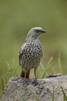 Rufus-tailed weaver (Histurgops ruficaudus), Ngorongoro Crater, Tanzania, East Africa, Africa