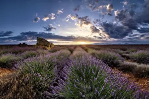 Lavender Prints: Ruins in a lavender field at sunrise in Provence, France, Europe
