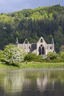 Monmouthshire Prints: Ruins of Tintern Abbey by the River Wye, Tintern, Wye Valley, Monmouthshire, Wales