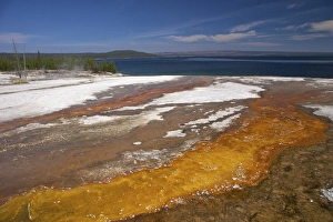 Hot Spring Prints: Run off area near Black Pool Spring