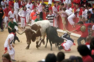 Portraits Prints: Running of the bulls, San Fermin festival, Plaza de Toros, Pamplona, Navarra