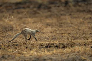 Savannah Prints: A running Mongoose (Herpestidae) in the Maasai Mara, Kenya, East Africa, Africa