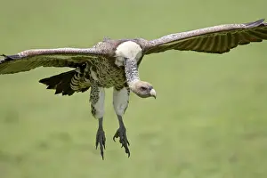 Serengeti Prints: Ruppells griffon vulture (Gyps rueppellii) on final approach, Serengeti National Park