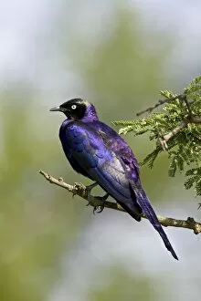 Images Dated 9th February 2007: Ruppell?s long-tailed starling (Lamprotornis purpuropterus), Serengeti National Park