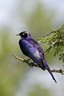 Images Dated 9th February 2007: Ruppell?s long-tailed starling (Lamprotornis purpuropterus), Serengeti National Park