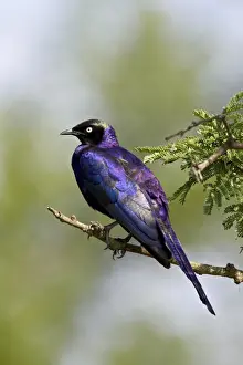Roosting Prints: Ruppell?s long-tailed starling (Lamprotornis purpuropterus), Serengeti National Park