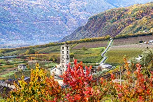 Grove Prints: Rural church in the vineyards and apple orchards, Valtellina, Lombardy, Italy, Europe