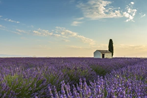 Provence Alpes Cote Dazur Prints: Rural house with tree in a lavender crop, Plateau de Valensole, Alpes-de-Haute-Provence