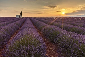 Botanical Collection: Rural house with tree in a lavender crop at dawn, Plateau de Valensole, Alpes-de-Haute-Provence