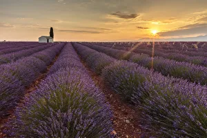 Botanical Collection: Rural house with tree in a lavender crop at dawn, Plateau de Valensole, Alpes-de-Haute-Provence