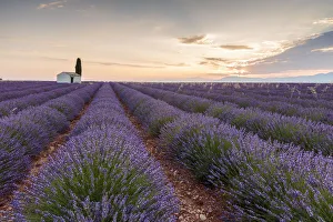 Rural house with tree in a lavender crop at dawn, Plateau de Valensole, Alpes-de-Haute-Provence Rural house with tree in a lavender crop at dawn, Plateau de Valensole, Alpes-de-Haute-Provence