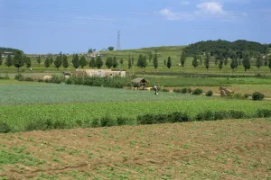 Vegetables Prints: Rural houses and vegetable fields, Chaenyong Valley, Sariwon, North Korea, Asia