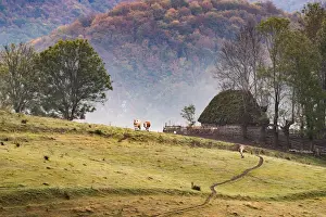 Farm Animal Prints: Rural landscape in Apuseni mountains, Romania, Europe